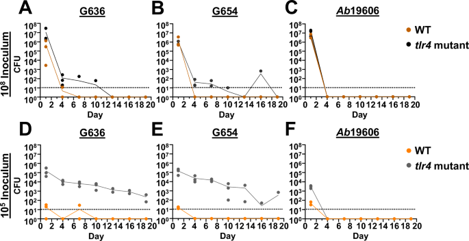 Fig. 1: Low inoculums of modern respiratory A. baumannii clinical isolates result in chronic lung infection in tlr4 mutant mice.