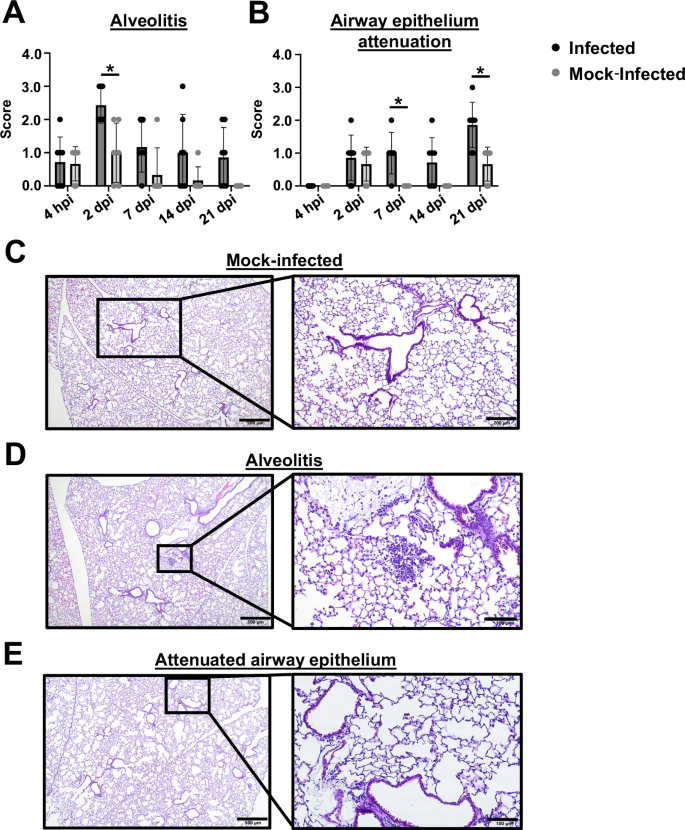 Fig. 3: The chronic respiratory infection model results in lung pathology.
