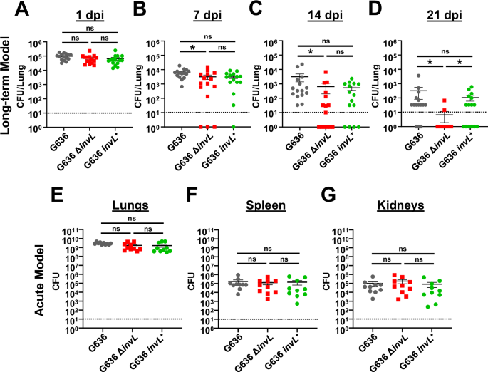 Fig. 4: InvL is a critical virulence factor for long-term respiratory infection, but dispensable in the acute infection model.