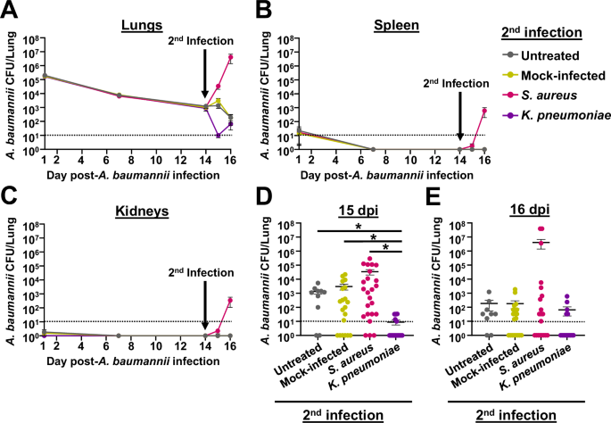 Fig. 6: Bacterial secondary infection alters the course of chronic A. baumannii pneumonia.