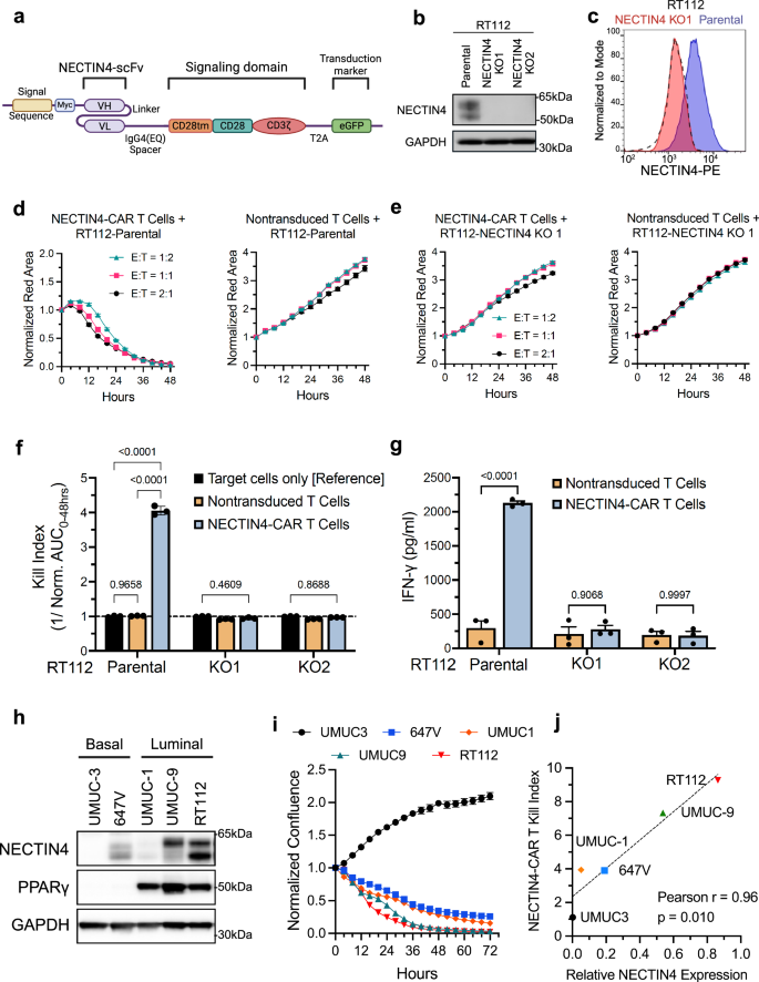 Fig. 1: Development of second-generation CD28 chimeric antigen receptors (CARs) targeting NECTIN4 for CAR T cell therapy.