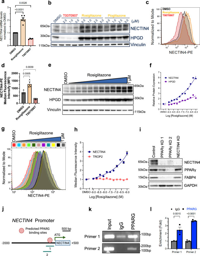 Fig. 2: PPARγ-mediated modulation of NECTIN4 expression.