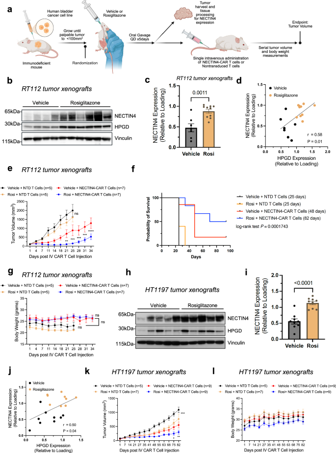 Fig. 4: Systemic rosiglitazone treatment primes tumor NECTIN4 expression and enhances anti-tumor activity of NECTIN4-CAR T cell therapy in vivo.