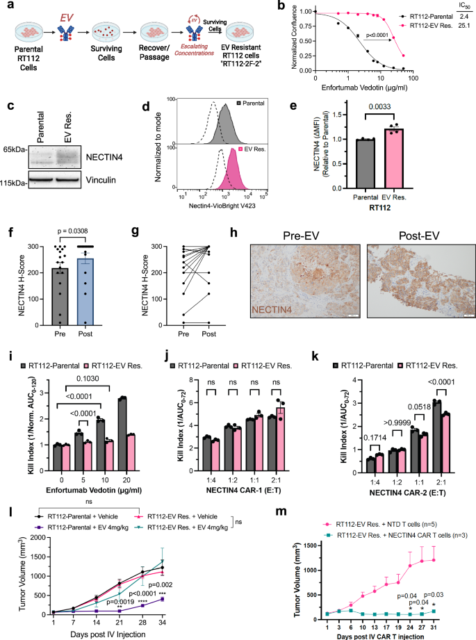 Fig. 5: NECTIN4-CAR T cell therapy demonstrates efficacy in vitro and in vivo against a preclinical model of enfortumab vedotin (EV) resistance.