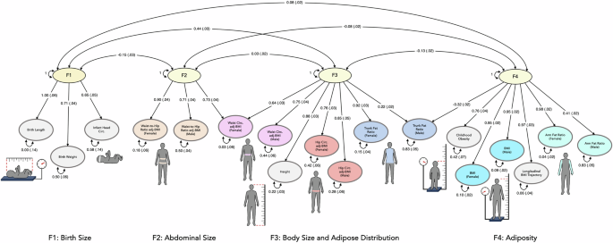 Fig. 1: Genomic structural equation model of adiposity and anthropometrics across the lifespan.