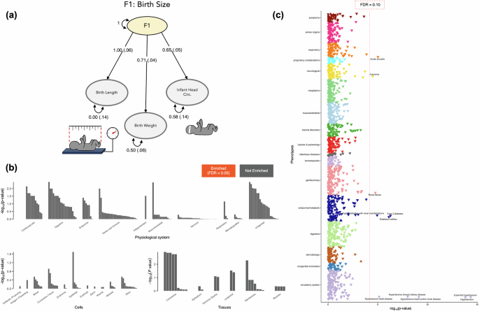 Fig. 2: Characterizing F1 – the genetics of birth size.