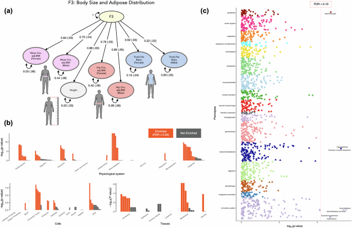 Fig. 4: Characterizing F3 – the genetics of body size and adipose distribution.