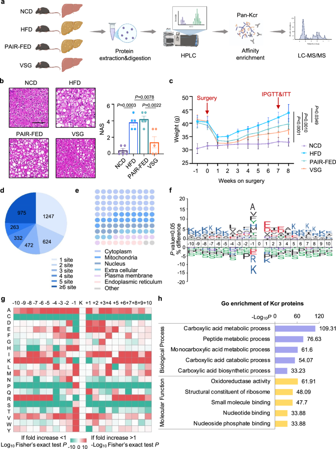Fig. 1: Global landscape of crotonylome in HFD-induced MASLD and post-bariatric surgery.