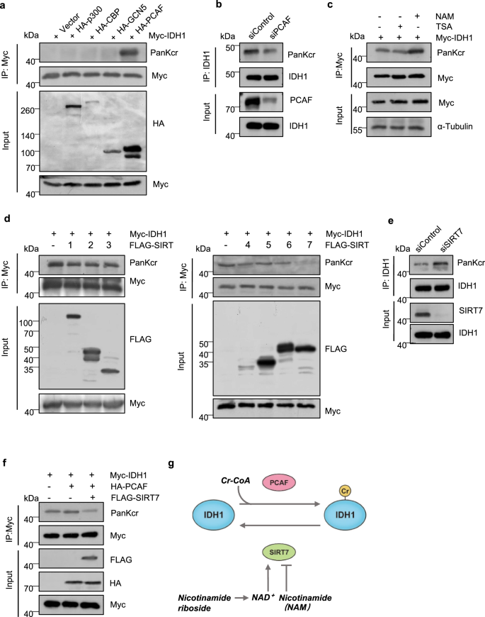 Fig. 4: IDH1 Kcr is mediated by PCAF and SIRT7.