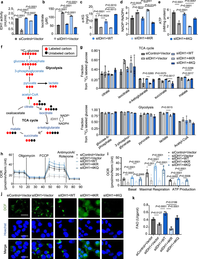 Fig. 5: IDH1 Kcr enhances enzymatic activity and is essential for TCA cycle function.