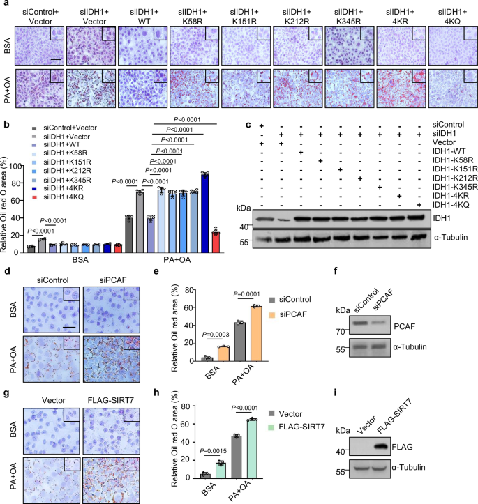 Fig. 6: IDH1 crotonylation attenuates lipid deposition in AML12 cells.