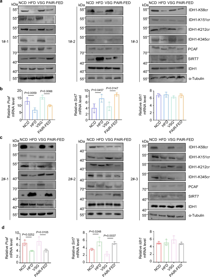 Fig. 8: In HFD-induced MASLD mice models, PCAF/SIRT7-mediated IDH1 Kcr axis is downregulated, whereas VSG reverses these effects.
