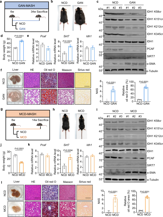 Fig. 9: In MASH mice models, PCAF/SIRT7-mediated IDH1 Kcr axis is significantly decreased.