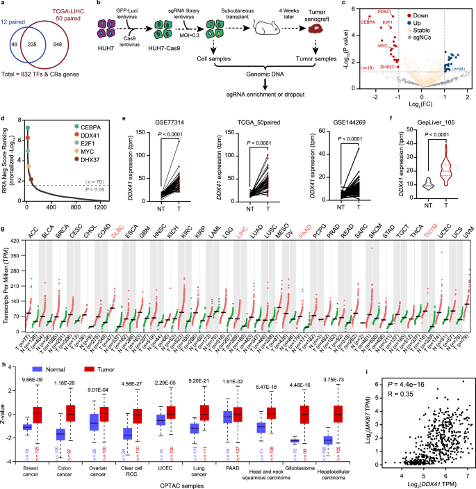 Fig. 1: In vivo CRISPR screening reveals that DDX41 enhances the tumorigenicity of HCC.