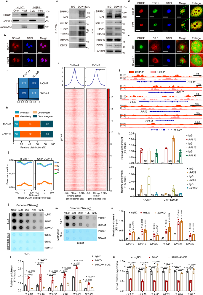 Fig. 4: DDX41 increases RPL/RPS expression by process the R-loop structures of RPL/RPS genes in liver cancer cells.