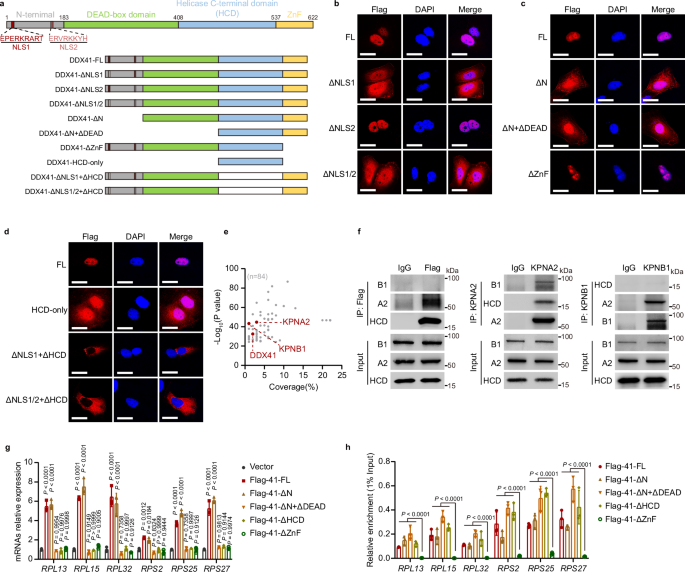 Fig. 5: The DEAD-box/HCD/ZnF domain of DDX41 is essential for its ability to promote RPL/RPS expression and R-loop structure localization.