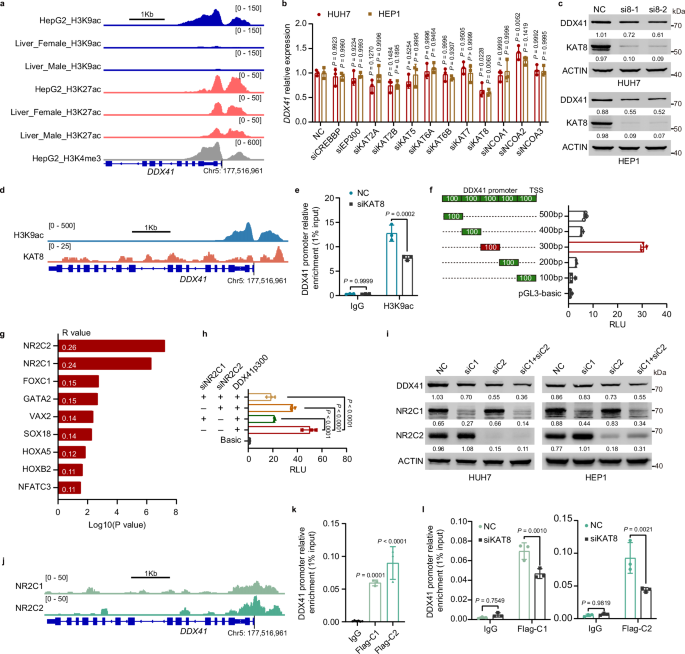 Fig. 6: KAT8 promotes H3K9ac modification of the DDX41 promoter and recruits NR2C1/2 to induce DDX41 expression in liver cancer cells.