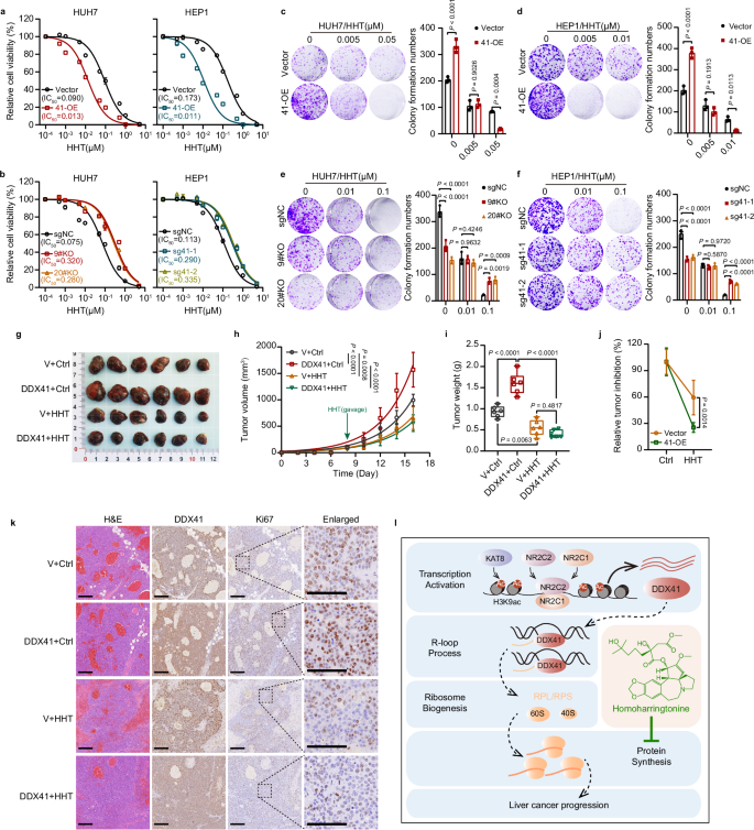 Fig. 7: Protein synthesis inhibitor treatment dramatically restricts tumor growth and progression in DDX41-overexpressing liver cancer cells in vivo.