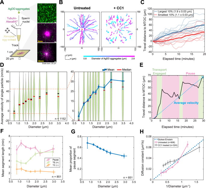 Fig. 2: Reconstitution of dynein-dependent transport of AgDD aggregates in Xenopus laevis egg extract (XE).