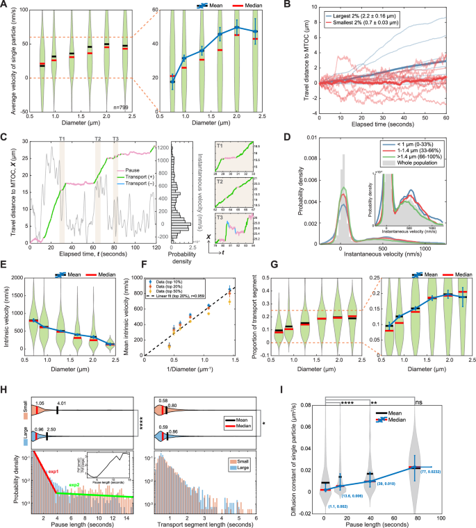Fig. 3: Positive size selectivity in aggregate transport originates from a size-dependent increase in the likelihood of engaging in active transport.