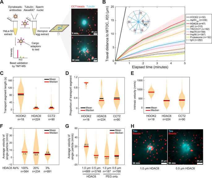 Fig. 4: Aggresome adapters mediate dynein-dependent transport in Xenopus laevis egg extract (XE).