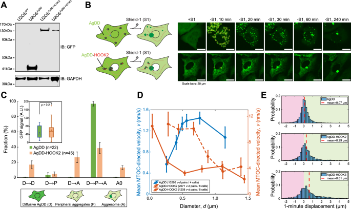 Fig. 5: Dynein’s activating adapters HOOK2 and HOOK3 are associated with a negative size selectivity in aggregate transport.