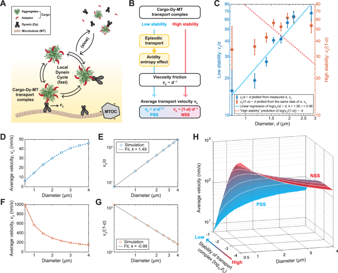 Fig. 6: A physical model of dynein-mediated transport suggests the stability of the active transport complex determines cargo size selectivity.