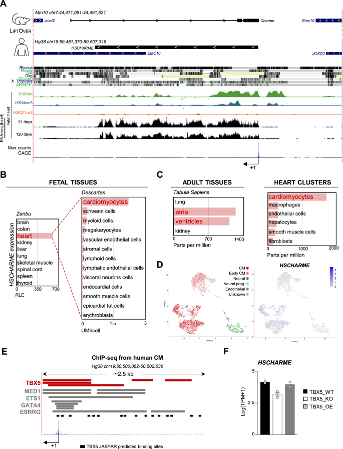 Fig. 1: Identification of conserved synteny of the HSCharme locus in Homo sapiens.