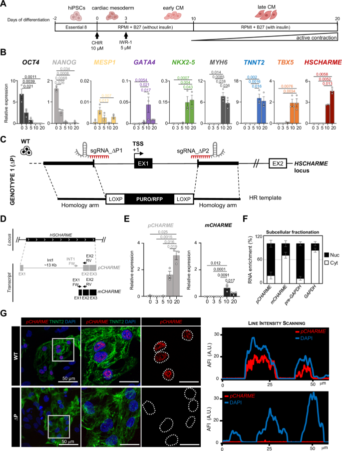 Fig. 2: HSCHARME characterization in hiPSC-derived human CM.