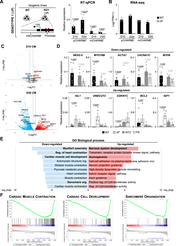 Fig. 3: Genome-wide profiling of WT and ∆P hiPSC-derived CM.