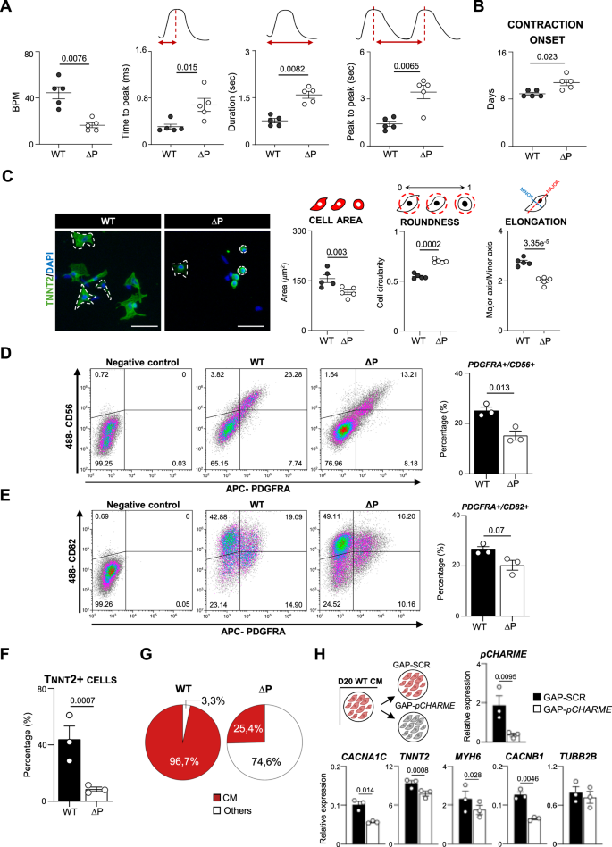 Fig. 4: Functional implication of HSCHARME in human cardiomyogenesis.