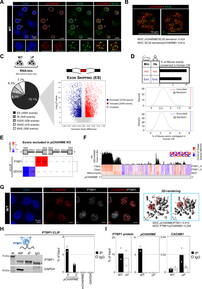 Fig. 5: pCHARME regulates the alternative splicing of cardiac-expressed pre-mRNAs.