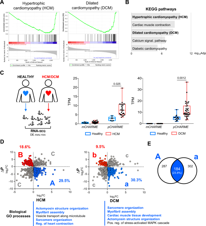 Fig. 6: Identification of pCHARME targets in hypertrophic and dilated cardiomyopathies.