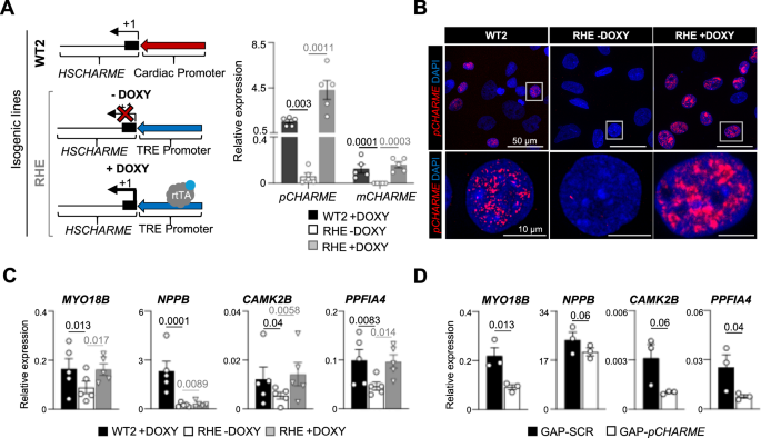 Fig. 7: pCHARME dosage in CM impacts the expression of disease-linked genes.