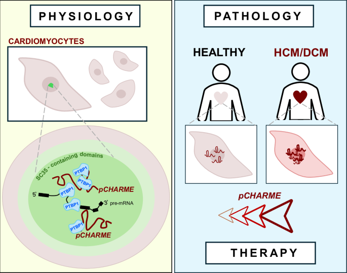 Fig. 8: Overview of pCHARME role in cardiomyocyte physiology and disease.