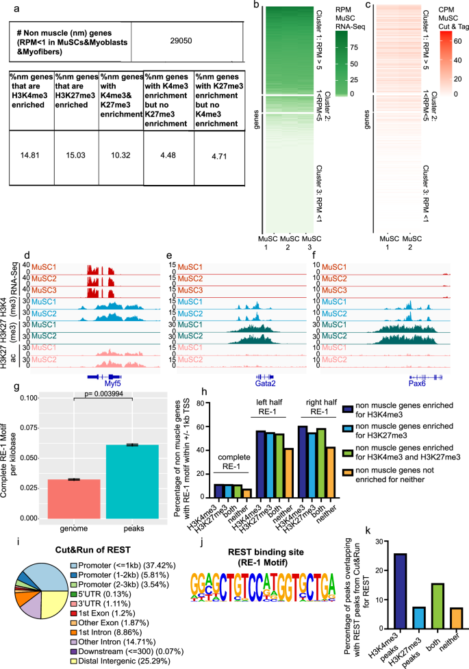 Fig. 1: Many non-muscle lineage genes retain activating chromatin marks in freshly sorted MuSCs.