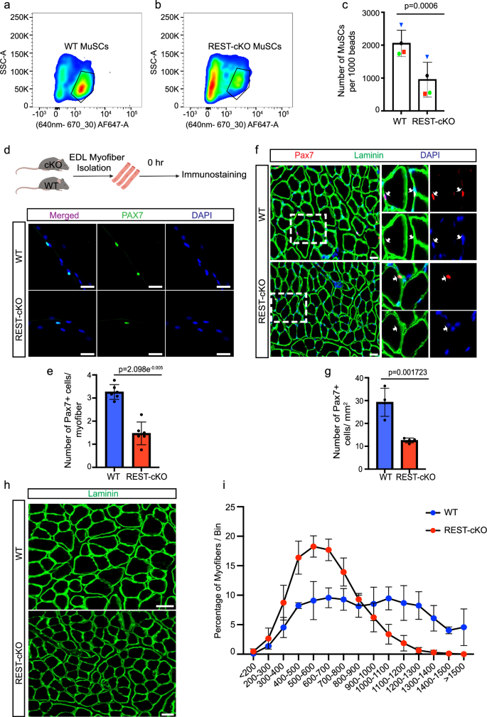 Fig. 2: Genetic deletion of REST leads to depletion of MuSC pool and subsequent myofiber atrophy.