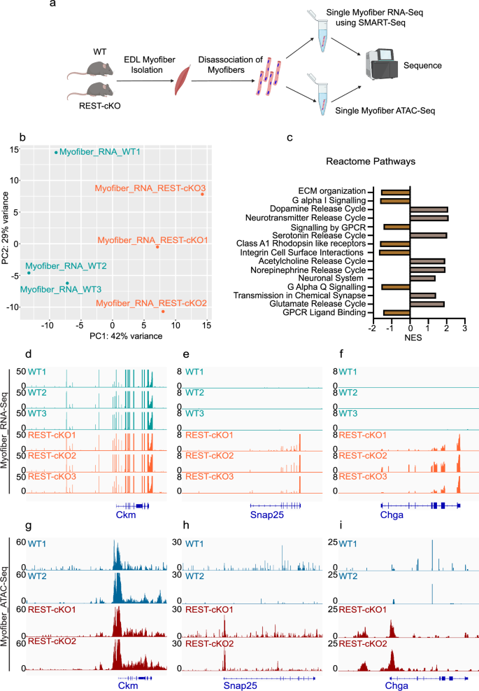 Fig. 3: Alterations in the myofiber are not the major cause of muscle atrophy upon REST deletion.