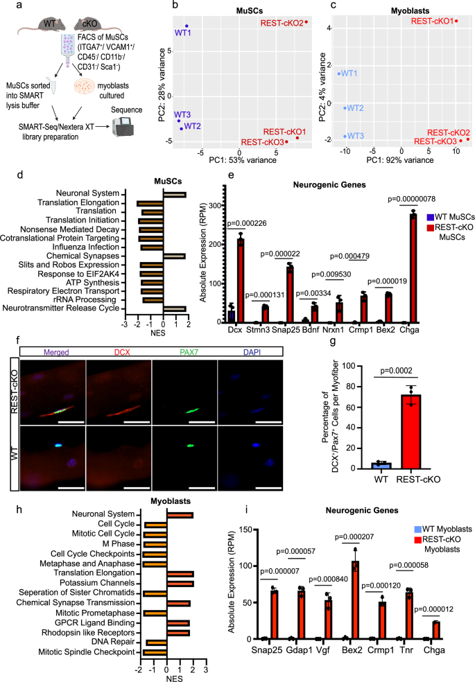 Fig. 4: Genetic deletion of REST transcriptionally alters MuSCs and myoblasts and leads to the expression of multiple non-muscle lineage gene programs.