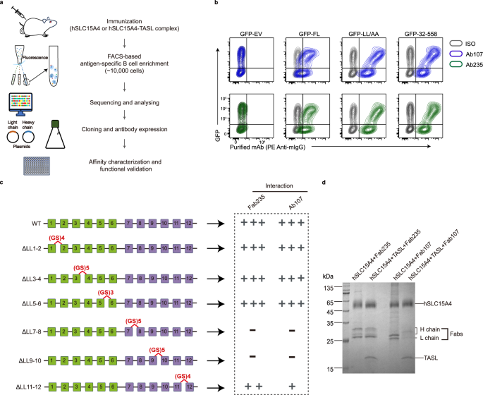 Fig. 1: Identification of conformation-selective antibodies for hSLC15A4.