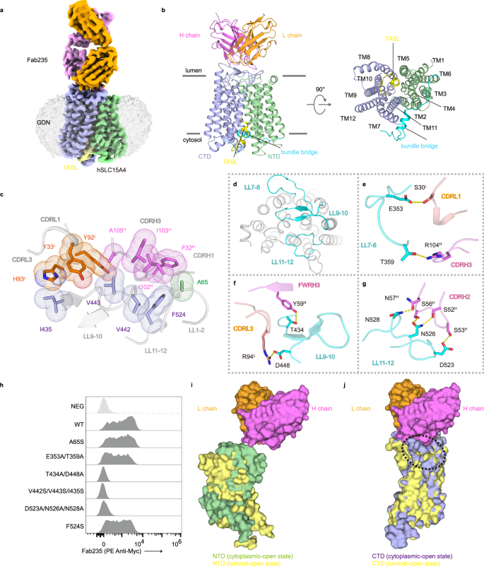 Fig. 3: Cryo-EM structure of hSLC15A4 in complex with TASL and Fab235.