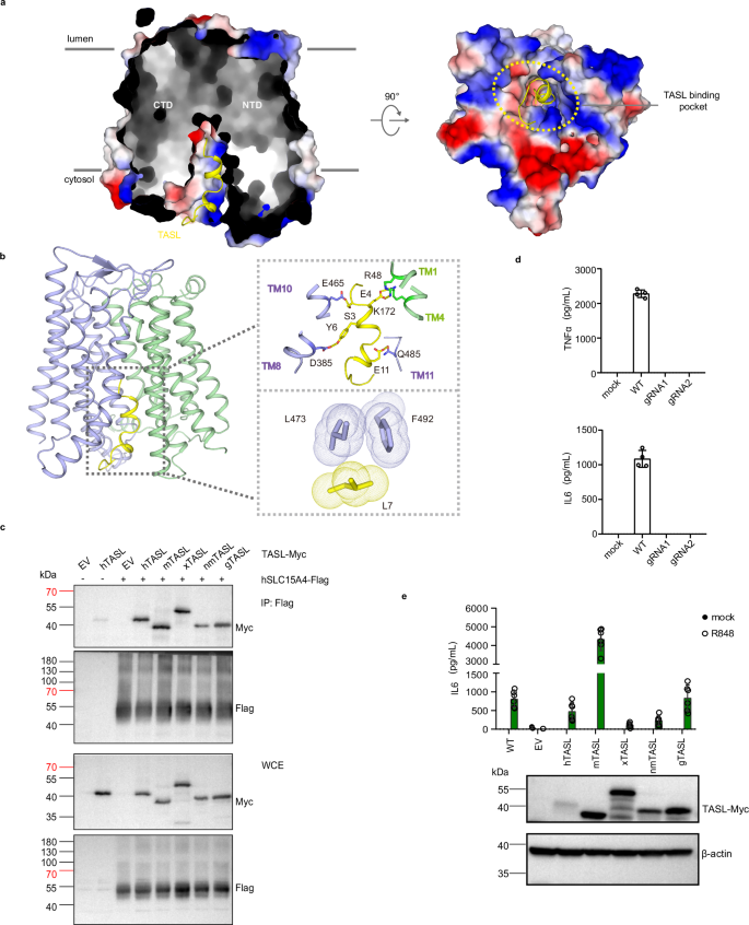 Fig. 5: Interactions between hSLC15A4 and TASL.