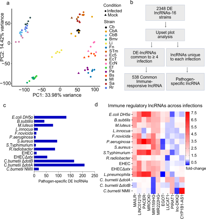 Fig. 1: RNA-seq analysis reveals common and pathogen-specific immune-regulatory lncRNA expression profiles in THP-1 macrophages across bacterial infections.