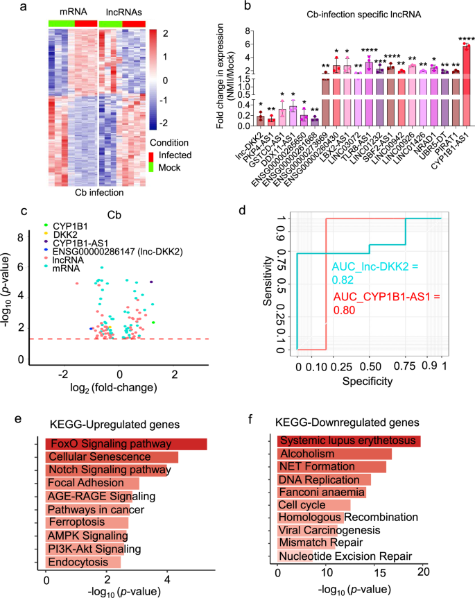 Fig. 2: CYP1B1-AS1 and ENSG00000286147 (lnc-DKK2) as C.burnetii infection-associated lncRNAs.