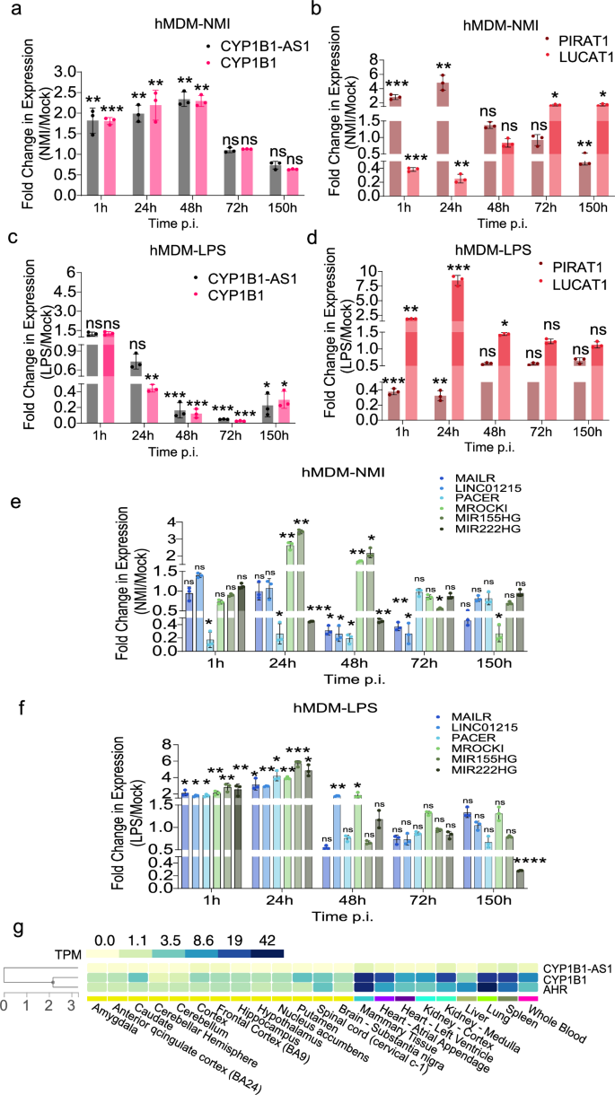 Fig. 4: Temporal analysis of CYP1B1-AS1 and immune-responsive lncRNAs in primary human monocyte-derived macrophages (hMDMs) during C. burnetii NMI infection.
