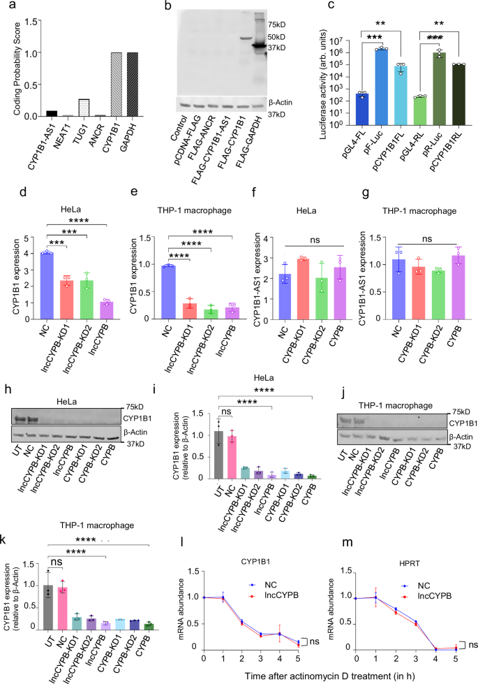Fig. 5: CYP1B1-AS1 is transcribed from a shared bidirectional promoter and regulates CYP1B1 in cis.