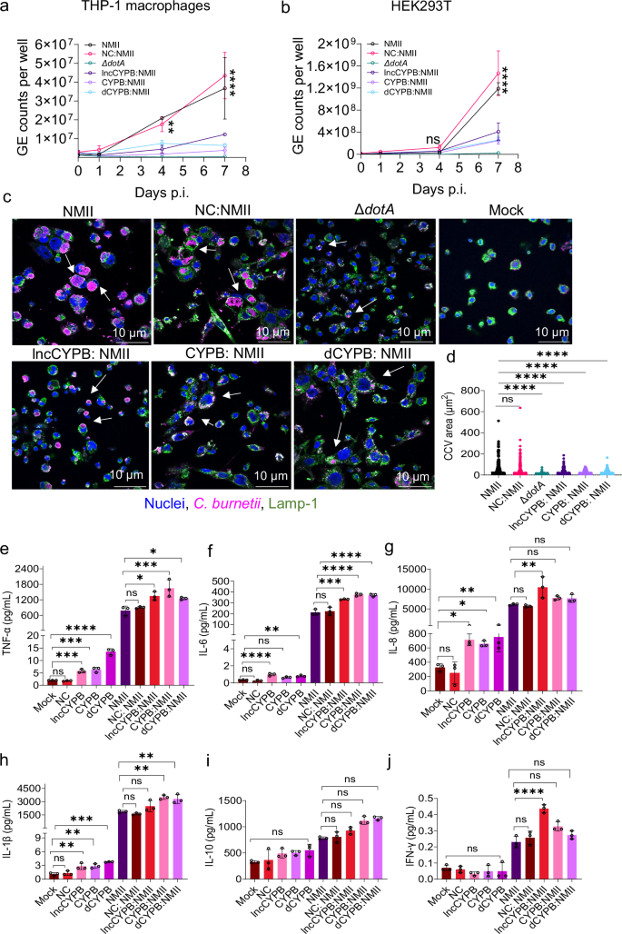 Fig. 6: Knockdown of CYP1B1-AS1 and CYP1B1 enhances inflammation and restricts C.burnetii replication.