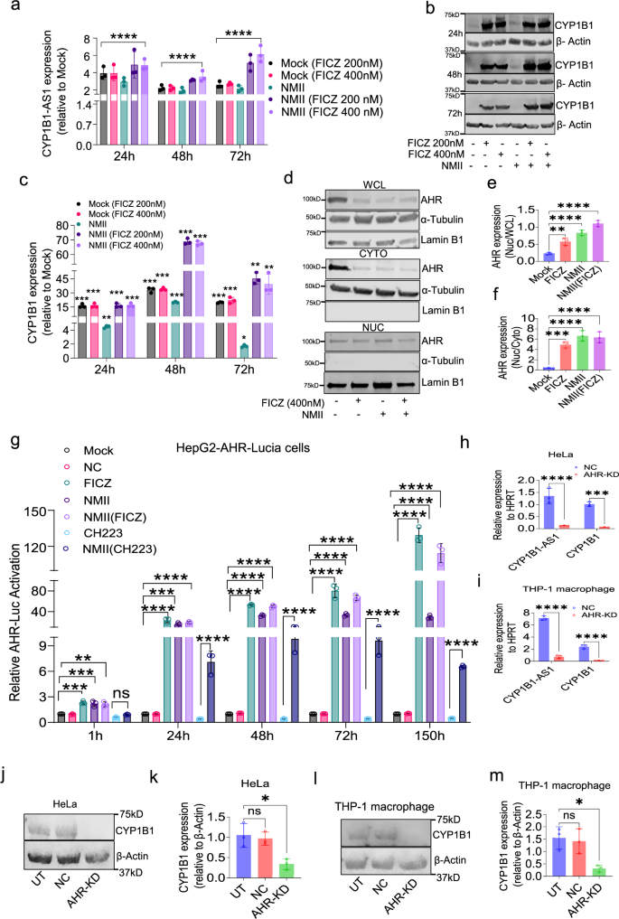 Fig. 7: AHR signaling transcriptionally regulates CYP1B1-AS1 and CYP1B1 during C. burnetii infection.