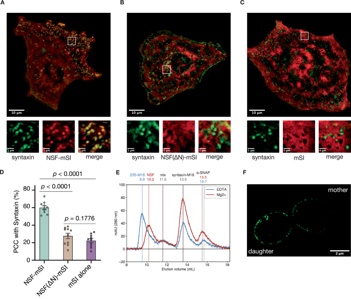 Fig. 1: NSF colocalizes to syntaxin nanodomains in an N-domain dependent manner and disassembles syntaxin oligomers.