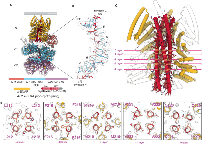 Fig. 2: NSF and ɑ-SNAP engage a tetrameric SNARE complex composed of four syntaxin H3 domains.